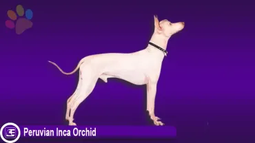 Peruvian Inca Orchid