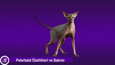 Peterbald