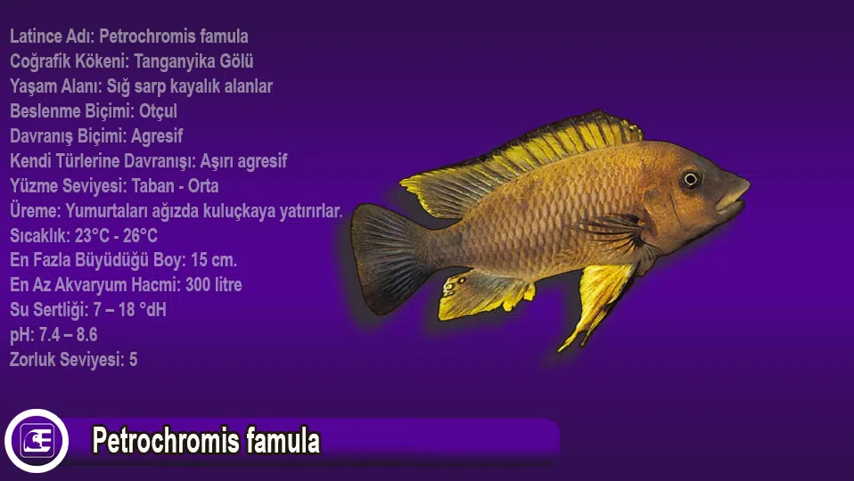 Petrochromis famula