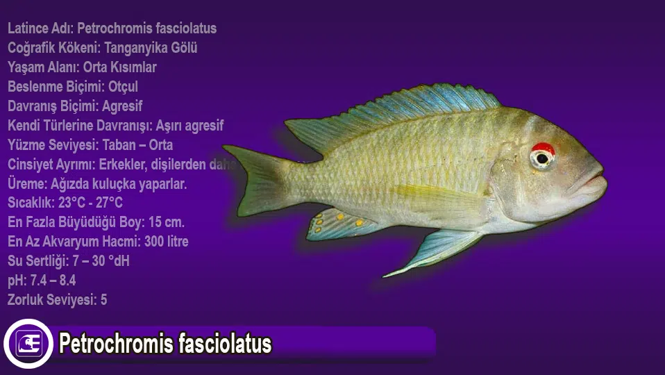 Petrochromis fasciolatus