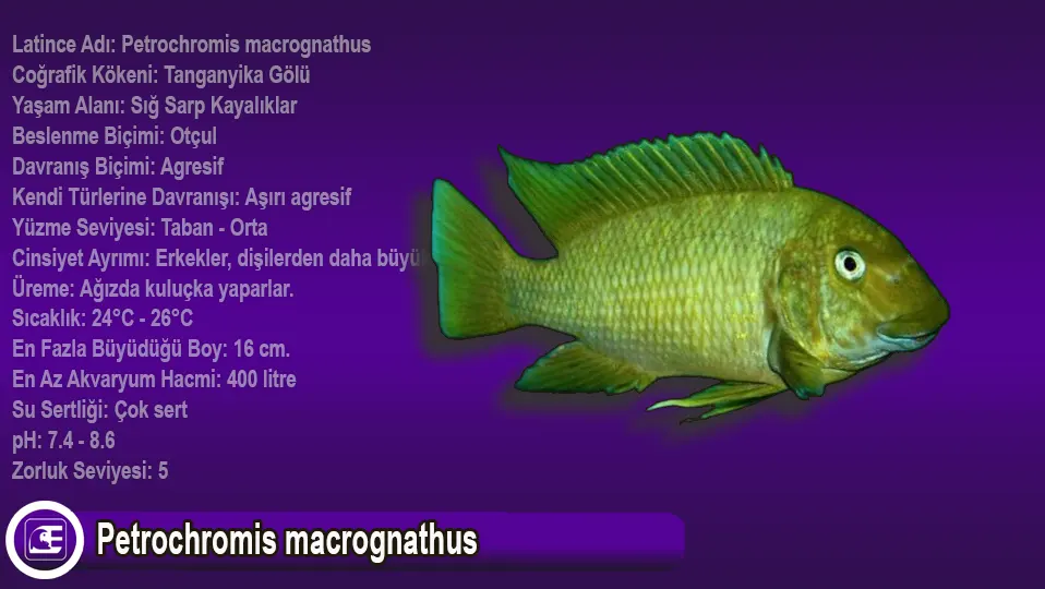 Petrochromis macrognathus