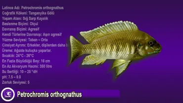 Petrochromis orthognathus