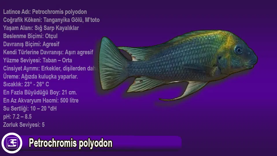 Petrochromis polyodon