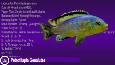 Petrotilapia Genalutea