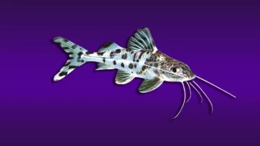 Pimelodus pictus (Pictus Catfish)