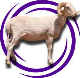 Pırıt Koyunu