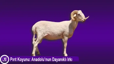 Pırıt Koyunu