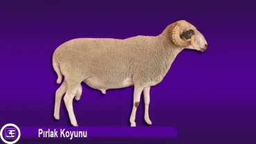 Pırlak Koyunu