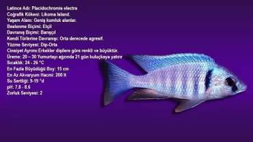 Elektra Cichlid