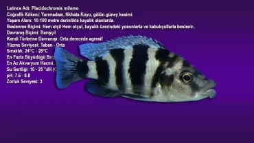 Çatal Dudak Cichlid