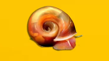 Planorbidae