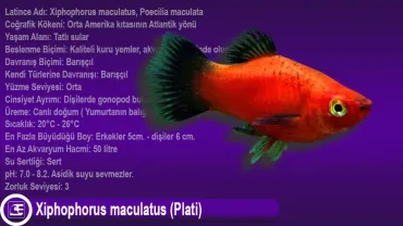 (Xiphophorus Maculatus) Plati