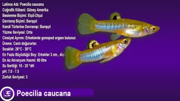 Poecilia caucana