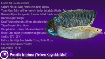 Poecilia latipinna (Yelken Kuyruklu Moli)