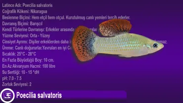 Poecilia salvatoris