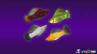 Velifera (Poecilia Velifera)