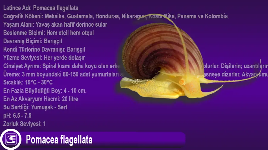 Pomacea flagellata