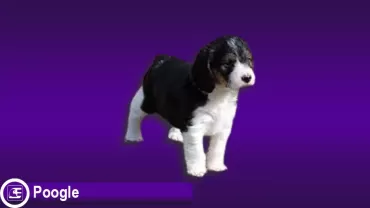 Poogle