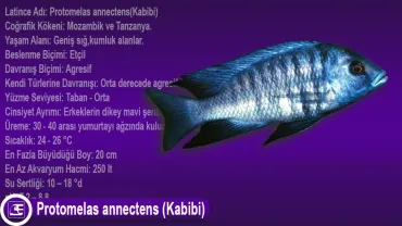 Protomelas annectens(Kabibi)