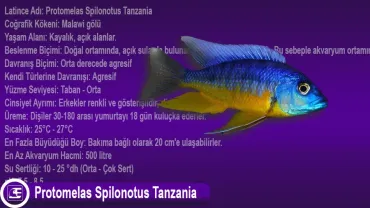 Protomelas Spilonotus Tanzania
