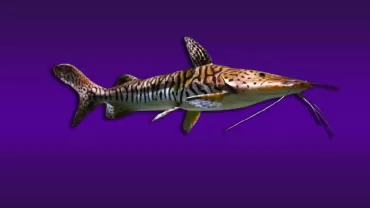 Pseudoplatystoma Fasciatum
