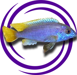 Pseudotropheus acei (Iceman - Aysmen)