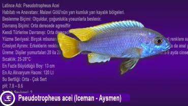 Pseudotropheus acei (Iceman - Aysmen)