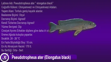Pseudotropheus ater (Elongatus black)