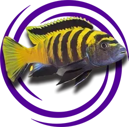 Pseudotropheus flavus (Dinghani)