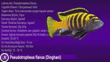 Pseudotropheus flavus (Dinghani)