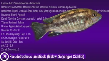 Pseudotropheus lanisticola (Malawi Salyangoz Cichlidi)