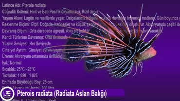 Pterois radiata (Clearfin Aslan Balığı)