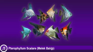 Melek Balığı (Pterophyllum Scalare)