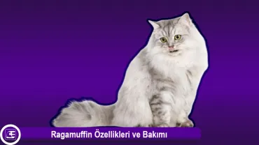 Ragamuffin