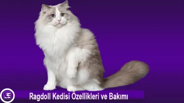 Ragdoll