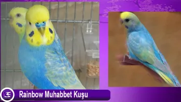 Rainbow Muhabbet Kuşu