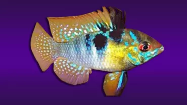 Ramirezi (Mikrogeophagus ramirezi)