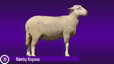 Ramlıç Koyunu