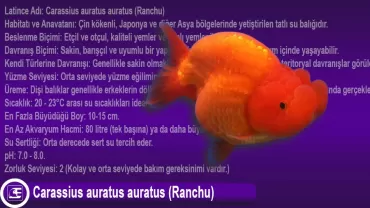 Ranchu