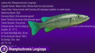 Rhamphochromis Longiceps