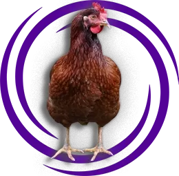 Rhode Island Red