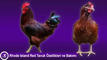Rhode Island Red
