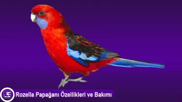Rozella Papağanı
