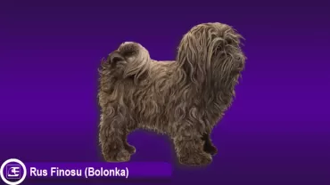 Rus Finosu (Bolonka)