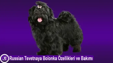 Russian Tsvetnaya Bolonka