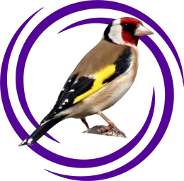 Saka Kuşu (Carduelis carduelis)