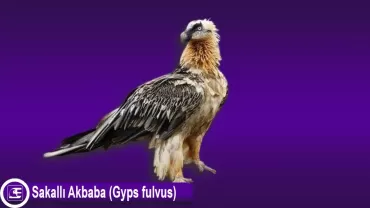 Sakallı Akbaba (Gyps fulvus)