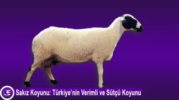 Sakız Koyunu