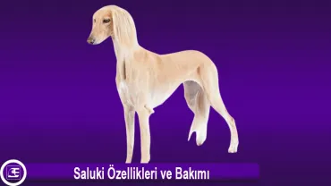 Saluki