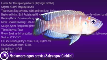 Nelamprologus brevis (Salyangoz Cichlidi)